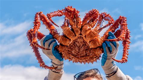 king crab season are cheapest